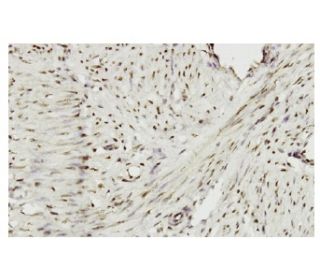 ZHX2 Antibody (Z-07) - Immunohistochemistry - Image 36358 