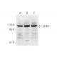 ZHX3 Antibody (D-10) - Western Blotting - Image 332732