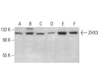 ZHX3 Antibody (D-10) - Western Blotting - Image 376261 