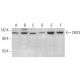 ZHX3 Antibody (D-10) - Western Blotting - Image 376261 