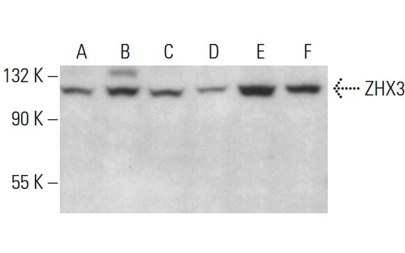 ZHX3 Antibody (D-10) | SCBT - Santa Cruz Biotechnology