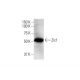 Zic1 Antibody (1A8) - Western Blotting - Image 352158 