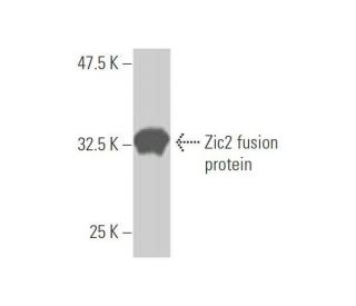 Zic2 Antibody (3C12) - Western Blotting - Image 348880