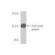 Zic2 Antibody (3C12) - Western Blotting - Image 348880