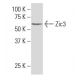 Zic3 Antibody (SQ-15) - Western Blotting - Image 34561