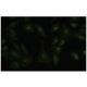 Zic4 Antibody (RY-6) - Immunofluorescence - Image 35847