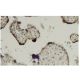 Zic4 Antibody (RY-6) - Immunohistochemistry - Image 36337 