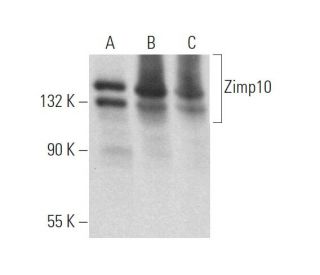Zimp10 Antibody (G-12) - Western Blotting - Image 373274 