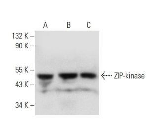 ZIP-kinase Antibody (C-3) - Western Blotting - Image 318388 