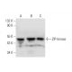 ZIP-kinase Antibody (C-3) - Western Blotting - Image 318388 