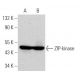 ZIP-kinase Antibody (C-3) - Western Blotting - Image 366244 