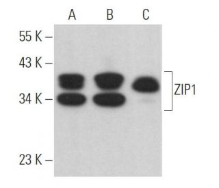 ZIP1 Antibody (F-2) | SCBT - Santa Cruz Biotechnology