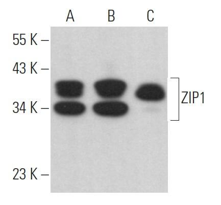 zip1-antibody-f-2-western-