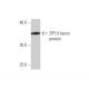ZIP10 Antibody (1F6) - Western Blotting - Image 350246