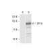 ZIP10 Antibody (1F6) - Western Blotting - Image 352205 