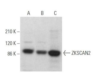ZKSCAN2 Antibody (F-8) - Western Blotting - Image 371939 