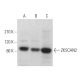 ZKSCAN2 Antibody (F-8) - Western Blotting - Image 371939 