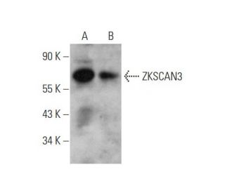 ZKSCAN3 Antibody (A-10) - Western Blotting - Image 344701