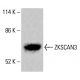 Anticorps WAVE3 (E-3): sc-515303. Analyse par Western blot de l'expression de WAVE3 dans le lysat cellulaire complet HeLa. Réactif de détection utilisé: m-IgGκ BP-HRP: sc-516102. ZKSCAN3 Antibody (A-10) - Western Blotting - Image 415977