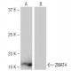 ZMAT4 Antibody (1-RY28) - Western Blotting - Image 65102