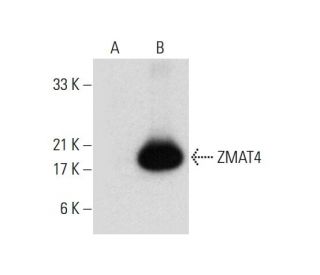 ZMAT4 Antibody (H-7) - Western Blotting - Image 317944