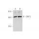 ZNF12 Antibody (F-5) - Western Blotting - Image 319989 
