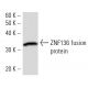 ZNF136 Antibody (ZNF1H5D11) - Western Blotting - Image 16841