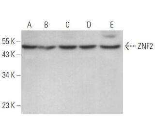 ZNF2 Antibody (C-2) - Western Blotting - Image 371062 