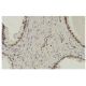 ZNF202 Antibody (GG-7) - Immunohistochemistry - Image 36280 