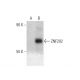 ZNF202 Antibody (GG-7) - Western Blotting - Image 347882