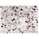 ZNF207 Antibody (A-7) - Immunohistochemistry - Image 160031 