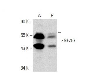 ZNF207 Antibody (A-7) - Western Blotting - Image 133387 