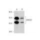 ZNF207 Antibody (A-7) - Western Blotting - Image 133387 