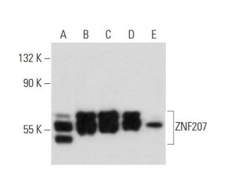 ZNF207 Antibody (C-6) - Western Blotting - Image 134995 