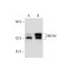 ZNF207 Antibody (E-2) - Western Blotting - Image 134994 