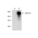 ZNF276 Antibody (F-10) - Western Blotting - Image 301531
