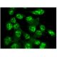 ZNF276 Antibody (G-9) - Immunofluorescence - Image 296824 