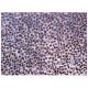 ZNF276 Antibody (G-9) - Immunohistochemistry - Image 160186 