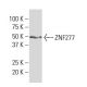 ZNF277 Antibody (SS-17) - Western Blotting - Image 34346