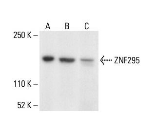ZNF295 Antibody (D-8) - Western Blotting - Image 411087 