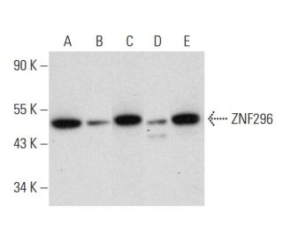 ZNF296 Antibody (C-12) - Western Blotting - Image 333401 
