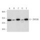 ZNF296 Antibody (C-12) - Western Blotting - Image 333401 