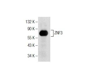 ZNF3 Antibody (H-10) - Western Blotting - Image 155808
