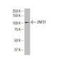 ZNF31 Antibody (MM-9) - Western Blotting - Image 34450 