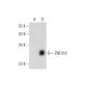 ZNF313 Antibody (A-9) - Western Blotting - Image 331165