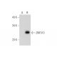 ZNF313 Antibody (E-12) - Western Blotting - Image 324806