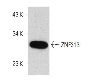 ZNF313 Antibody (E-12) - Western Blotting - Image 387372 