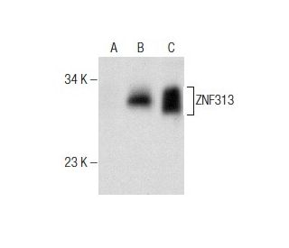 ZNF313 Antibody (SM-3) - Western Blotting - Image 160719 