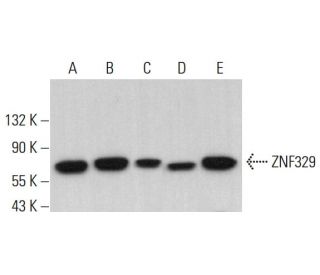 ZNF329 Antibody (B-6) - Western Blotting - Image 382038 