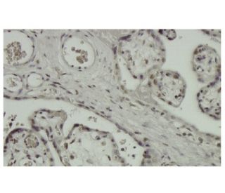 ZNF345 Antibody (38-H) - Immunohistochemistry - Image 36281 
